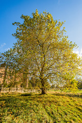 gardens of estate charlecote park warwickshire england uk