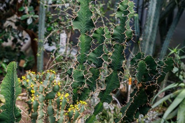 Cactus plant, Euphorbia ingens, Euphorbia candelabrum plant