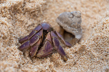 Hermit Crab