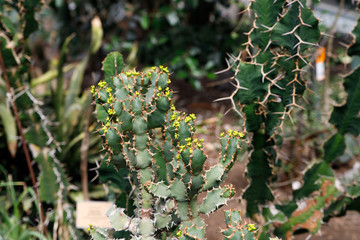 Cactus plant, Euphorbia ingens, Euphorbia candelabrum plant