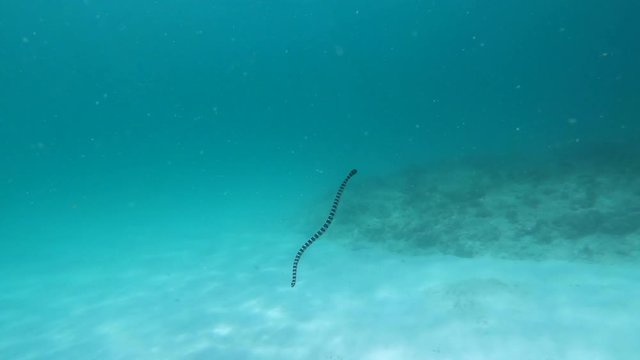 life of a tropical sea snake. snake swims in the blue turquoise water. sea snake hunts on the reef. sea snake on a tropical island Okinawa Japan