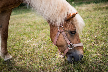 Pferd beim grasen auf der Weide