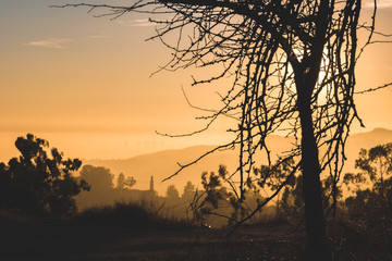 Naklejka premium tree with mountain backdrop during sunset golden hour (moody) in California