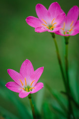 purple rain lily flower