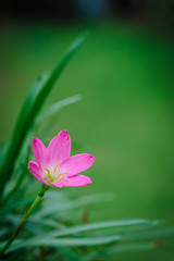 Fototapeta na wymiar purple rain lily flower