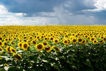 Sunflower field with a cloudy blue sky.