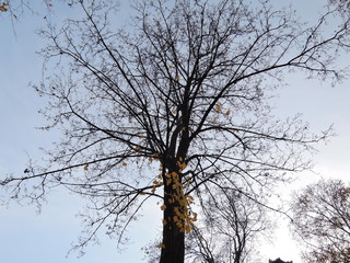 beautiful branches of a dark tree with fallen leaves against the gray autumn sky. the concept of nostalgia and completion