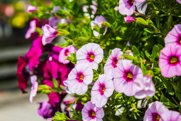 Obraz premium Pinke Blume der Natur