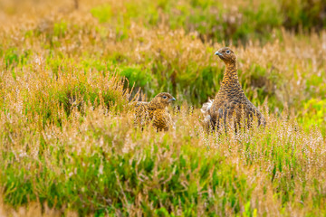 Red Grouse.  Breeding pair of red grouse in summer in natural habitat of heather and grasses.  Horizontal. Space for copy.