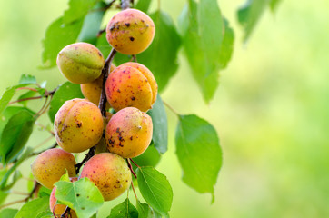 Bright ripe apricots on a brunch. Summer harvest seasonal background.
