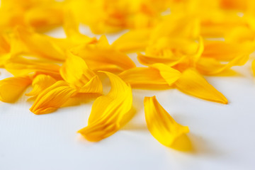 yellow sunflower petals on a white background with a beautiful bokeh 