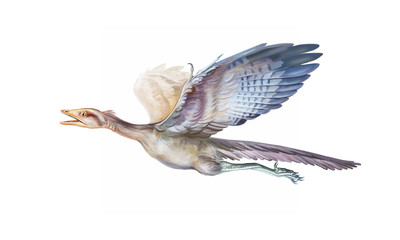 archiopteryx