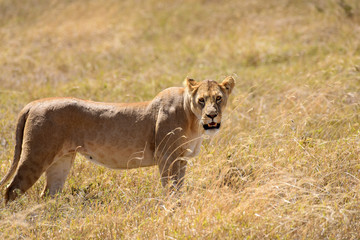 Löwin - Ngorongoro Conservation Area - Tanzania