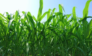 Fototapeta premium green leaves growing up on the farmland