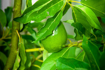 Avocado fruit growing on a tree