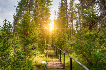 stairs up in the middle of a wild forest in the sunset