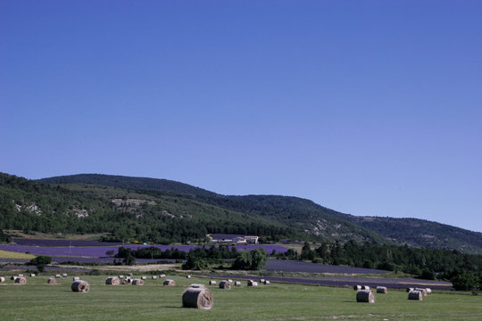 Lavendel im Sommer