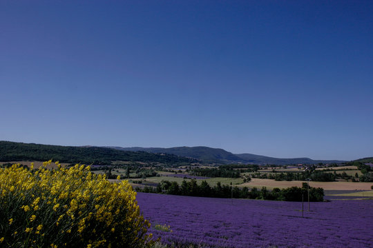 Lavendel im Sommer