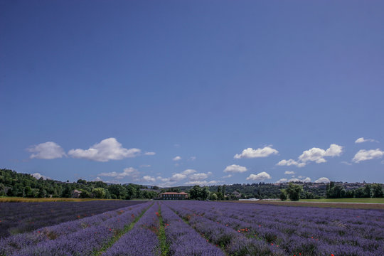 Lavendel im Sommer