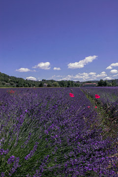 Lavendel im Sommer