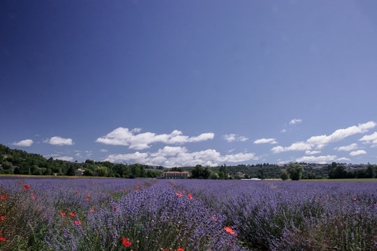 Lavendel im Sommer