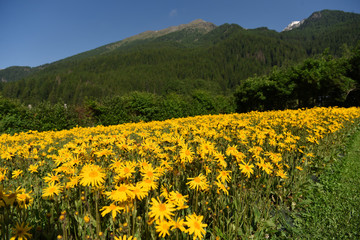 arnica fiore benessere crema 