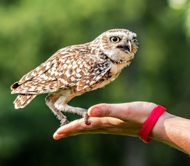 Burrowing Owl
