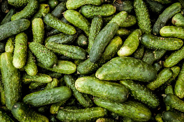 Ground cucumbers. Have a fresh taste and are a great addition to any salad.
