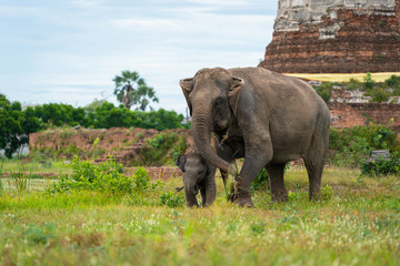 Fototapeta premium Elephant family in ancient field at Ayutthaya Historical Park in Ayutthaya, Thailand