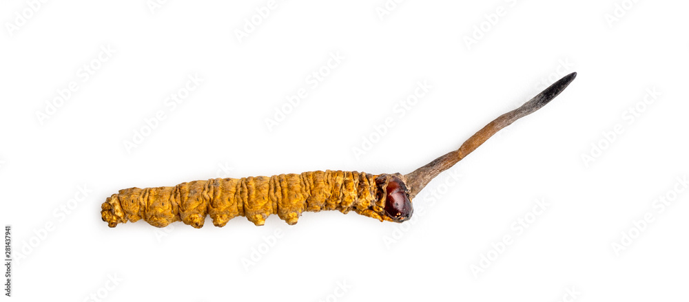 Wall mural cordycepe sinensis (chong cao, dong chong xia cao) or mushroom cordyceps this is a herbs on isolated