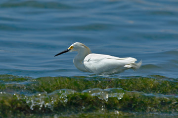 Fototapeta na wymiar Snowy Egret (Egretta thula), copy taken in freedom