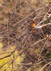 Cardinal in tree facing right