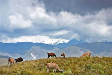 Fototapeta na wymiar Flames and Andean landscape