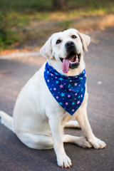 dog animals white labrador in blue arafatka stars in the meadow