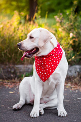 dog animals white labrador in red arafatka in the meadow