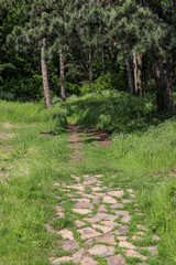 Stone path in the forest in the Little Carpathian mountains Slovakia. Under pine trees