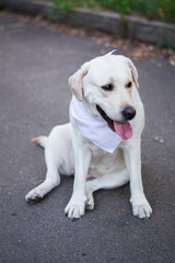 dog animals white labrador in arafatka in the meadow