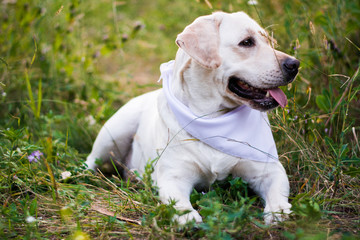 dog white labrador in arafatka serbernard dachshund shepherd
