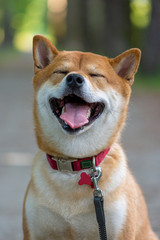 Japanese dog red color Shiba Inu stands on the road, smiling and closed his eyes.