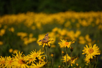 fiore di arnica con farfalla