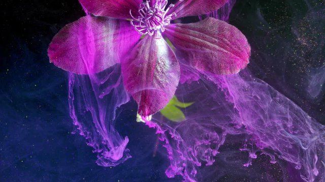 Purple blooming clematis close-up. Garden blooming liana.