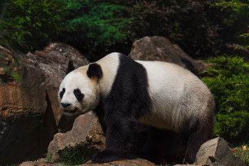 giant panda eating bamboo