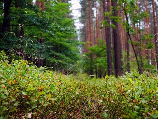 forest mulch from blueberry bushes