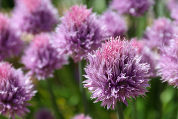 Close up of a garlic flowers in a garden.