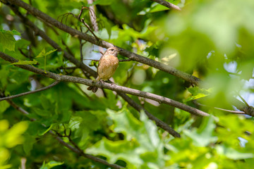 male and female stonechat on season tree branch