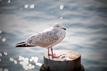 Seagull