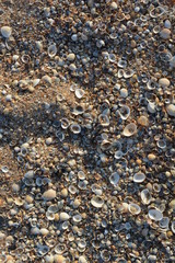 coquina seashells background texture seafood