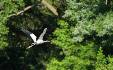 A wood stork flying by