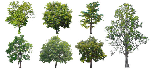 Isolated trees on white background , The collection of trees.