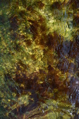  seaweed under water background